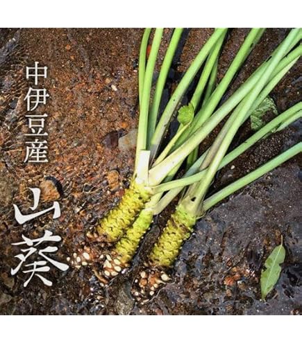 Amazon | カネク 生わさび 505 1本（ 750g ） 業務用 冷蔵 | yayoi