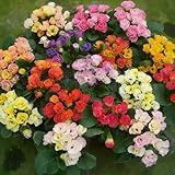 開花前特別価格 半八重～八重咲きプリムラ ジュリアン キャンディマジック　３株セット 冬咲き 鉢植え 庭植えガーデニング 寄せ植え等に