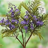 国華園　花木 ジャカランダ　ブルーブロッサムビューイング　1株【※発送が国華園からの場合のみ正規品です】