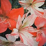 さつき 苗 【房総の光 （ぼうそうのひかり）】 4号ポット苗