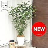 LAND PLANTS シマトネリコ 白色セラアート鉢