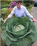 200 PCs Seeds Cabbage Rare Variety of Russian vegetable Seeds, 95% + Germination rate, high quality 