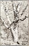 ホワイトバーチ古いFoto by Harold Silverman – 木&古いフェンス 20.07"x13.07" ホワイト 80582-36-17FUSA