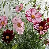 コスモス：バローテ3.5号ポット 6株セット[ワインレッドと白の絞り咲きのコスモス] ノーブランド品