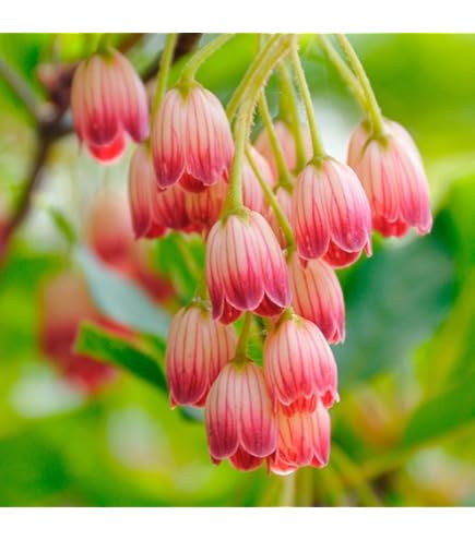 Amazon.co.jp: ドウダンツツジ 苗 苗木 口紅錦 2株 / 灯台躑躅