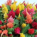 セロシア（ケイトウ・鶏頭）：キモノ花色ミックス植え3.5号 3ポットセット ノーブランド品