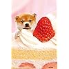 犬 柴犬 Iphone 640 960 壁紙 画像 スマポ 犬 柴犬 Iphone 640 960 壁紙 画像 スマポ