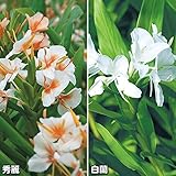 国華園　春植え球根 ジンジャーリリーセット 2種4球(各2球)【※発送が国華園からの場合のみ正規品です】