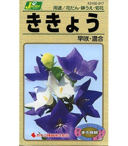 ききょう様 Amazon | 株式会社トーホク 大輪ききょう 00600 | 花