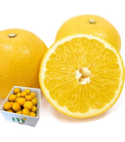 Amazon.co.jp: 【大玉サイズ】【ご家庭用】高知特産 土佐文旦 3L～4L
