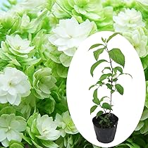 Amazon.co.jp: 【 蕾なし 】八重咲き アナベル 苗 【 ヘイズ