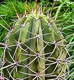Trichocereus boliviensis - cactus - 15 seeds