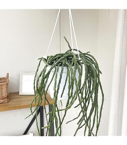 Amazon｜リプサリス：パラドクサ 5号吊り鉢*｜観葉植物 オンライン通販