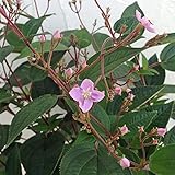ハシカンボク(ブレディア・ヒルスタ）5号鉢植え[ノボタンの仲間・夏から晩秋までずっと咲く] ノーブランド品