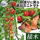 国華園　接木野菜苗　ミニトマト　接木F1CFプチぷよ　2株【※発送が国華園からの場合のみ正規品です】