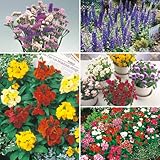 タキイ種苗(Takii Shubyo) 花タネセット FKU152SET