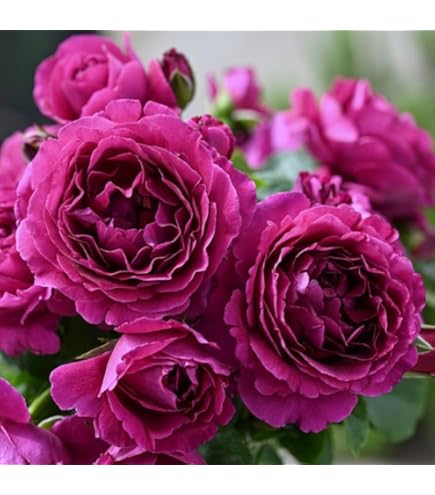 Amazon.co.jp: レア 入手困難 ばら イヴシリーズ 切り花品種 強香 バラ