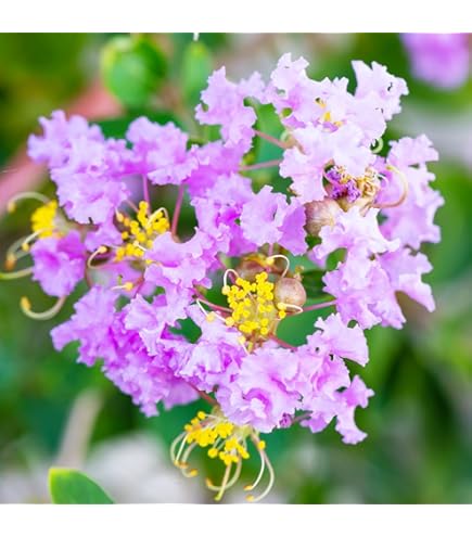 Amazon.co.jp: 種 サルスベリ ブラックパール ライトピンク 樹高1.9m位