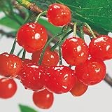 サクランボ苗木 暖地さくらんぼ