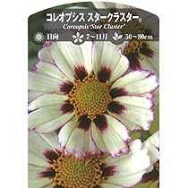 Amazon.co.jp: コレオプシス スタークラスター 3.5号ロングポット苗 1  