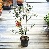 苗：青涯つつじ（セイガイツツジ）