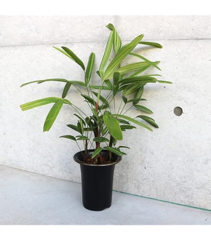 Amazon｜（観葉植物）ヤシ カンノンチク（観音竹） 達磨系 4号（1鉢