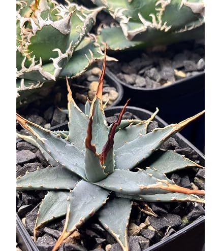 Amazon｜アガベ ユタエンシス エボリスピナ 青葉陽炎 親株 鉢植え