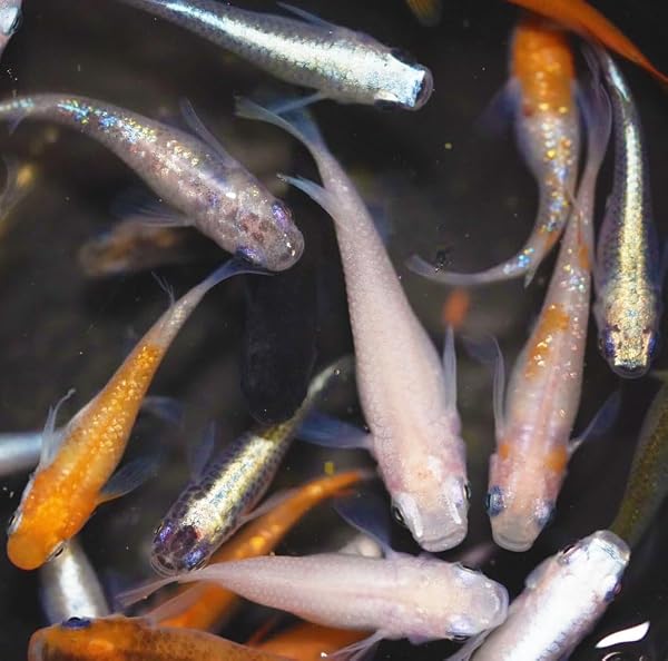 (20 Pieces) Mixed Medaka Fish, S-SS Size, Live Fish, Medaka Fry, Mixed Medaka, Random Orochi, Yang Guifei, Sapphire, Lame, Red Emperor, Live Chlorella Cannot Be Shipped Together - 1