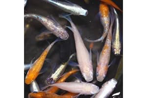【成魚20匹】メダカ ミックスメダカ【めだか】生体 成魚 稚魚 有精卵 目高 ラ…