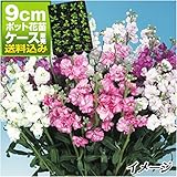 国華園　ケース花苗 スプレイストックミックス(無選別) 48株【※発送が国華園からの場合のみ正規品です】