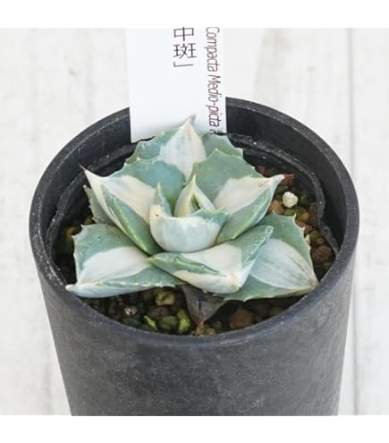 Amazon｜アガベ・チタノタ ”白鯨” 3.5号鉢｜観葉植物 オンライン通販