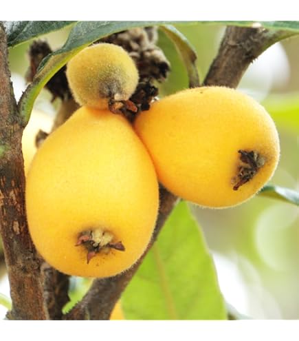 Amazon.co.jp: 枇杷(びわ)苗木 茂木の苗木 13.5cmポット苗 接木1年生