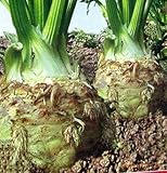 Root celery seeds - National Vegetable Engineering Research Center, the latest cultivars 100 seeds