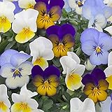 ビオラ：フローラルパワー トリコロールソラ3.5号3ポットセット[New!][カラフルな3色植え] ノーブランド品