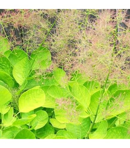 スモークツリー　約1m (葉緑色系 Amazon｜スモークツリー 約1m 葉緑色系｜観葉植物 オンライン通販