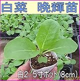 白菜 晩輝（ばんき） 9cmポット苗 5ポットセット
