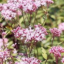 ☘️フジバカマ苗☘️　❤抜き苗❤　選べるおまけつき　無農薬 Amazon.co.jp: 濃色 ふじばかま 9cmポット 苗 フジバカマ 藤袴