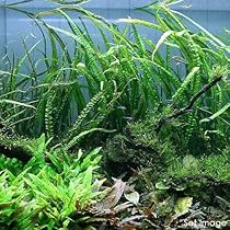 水草　クリプトコリネ　4種 楽天市場】（水草）クリプトコリネ ワルケリー（3ポット分