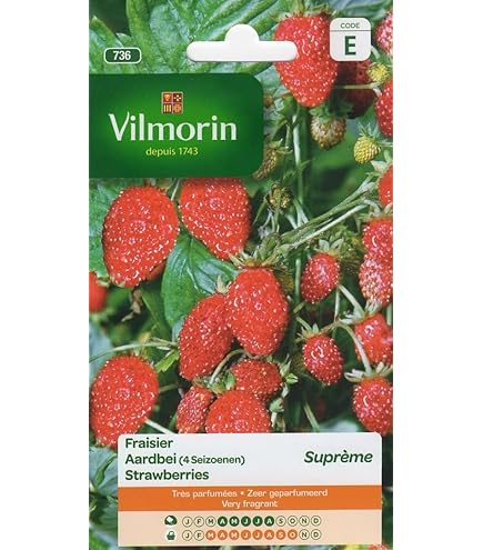 Amazon | 【FRANCHI社種子】【63/1】四季なりイチゴ | 果物