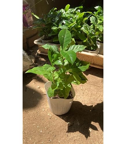 Amazon｜ノーブランド品 コーヒーの木 8号 (茶色) アフリカ産 コーヒー