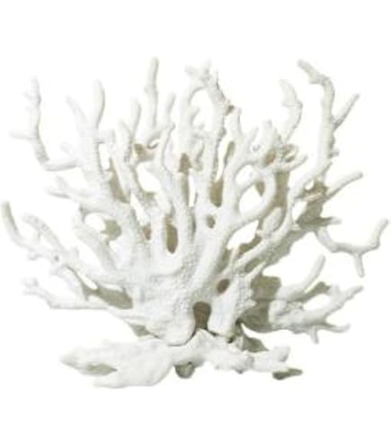 Amazon.co.jp: テーブルサンゴ??白珊瑚??天然珊瑚??珊瑚礁??デスロック