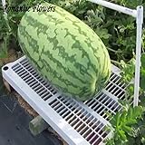 30seeds /バッグフルーツ種子ノースカロライナ巨大スイカSeeds-巨大な400ポンド、非遺伝子組み換え食用フルーツ