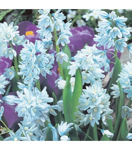 Amazon.co.jp: ムスカリ 球根 ホワイトマジック 10球入 : DIY・工具