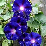 Rosepoem 200PCS朝顔の種種子盆栽フラワーブルーガーデンパークヤード