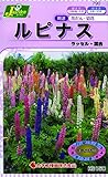 カネコ種苗 草花タネ790 ルピナス ラッセル 混合 10袋セット