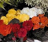 花の種ベゴニア（X tuberhybrida）Grandiflora混合物多年生ミックス