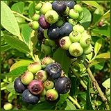 ブルーベリー苗木　ノースランド＜ハイブッシュ系＞（2年生）