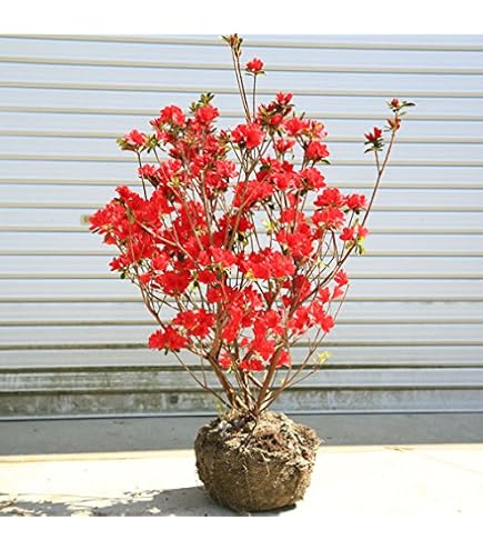Amazon.co.jp: 『 ホンキリシマツツジ 根巻株 1株 』 樹高約40cm 苗