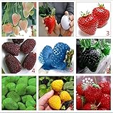 Vegetables and fruit seeds Strawberry seeds 1800 pieces seeds of each color seeds grain Bonsai plant