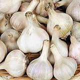 国華園　ニンニク種球 霧島ニンニク（種球 ・国産） 1kg【※発送が国華園からの場合のみ正規品です】